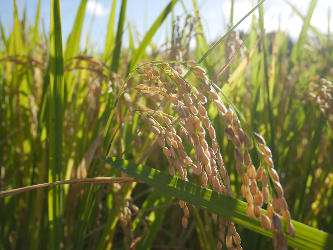 温暖化が酒米に与える影響と「萌えいぶき」の誕生
